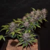 LSD-25 Auto Feminizovaná