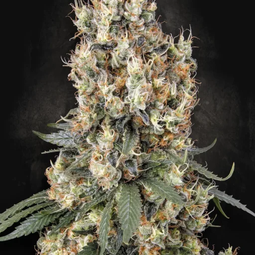 Mendocino Skunk Feminizovaná