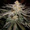 Original Sour Diesel Feminizovaná