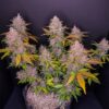 LSD-25 Auto Feminizovaná