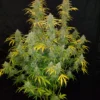 Blue Dream Auto Feminizovaná