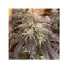 Bubba Island Kush Feminizovaná