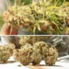 Cinderella Jack Auto Feminizovaná