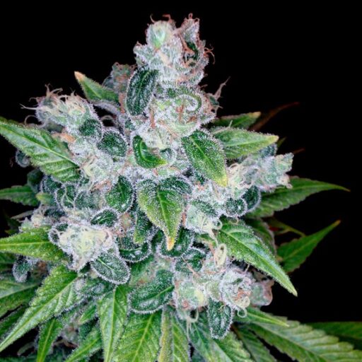 Kandy Kush Regulérní
