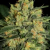 Durga Mata I:I CBD Feminizovaná