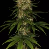 Space Cookies Feminizovaná