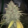West Coast O.G. Auto Feminizovaná