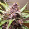 Blackberry Kush Auto Feminizovaná