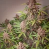 Blackberry Kush Auto Feminizovaná