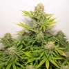 Colorado Cookies Auto Feminizovaná