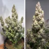 Colorado Cookies Auto Feminizovaná