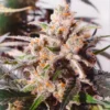 Colorado Cookies Auto Feminizovaná