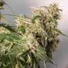 Charlotte’s Angel CBD Auto Feminizovaná