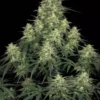 Atomical Haze Feminizovaná