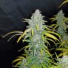 Blue Dream Auto Feminizovaná