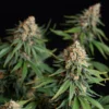 Bubble Kush Feminizovaná