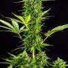 Tangie Auto Feminizovaná