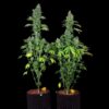 Kandy Kush Regulérní