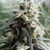Haze x Kali China Feminizovaná