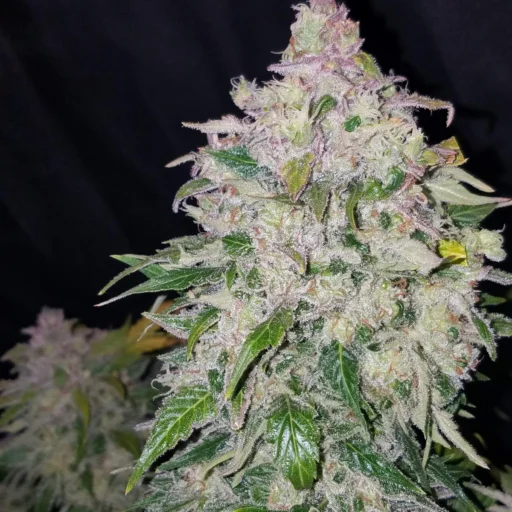 Stardawg Auto Feminizovaná