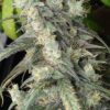 Haze x Kali China Feminizovaná