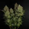 Lemon AK Auto Feminizovaná