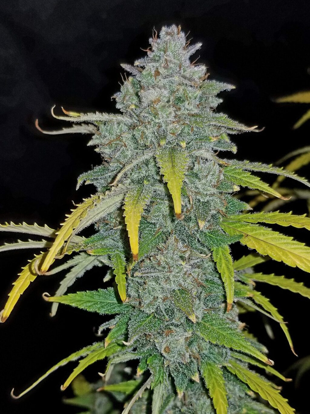 Blue Dream Auto Feminizovaná