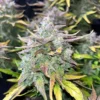 Crack CBD Auto Feminizovaná