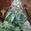 Gorilla Glue #4 SFV OG Feminizovaná
