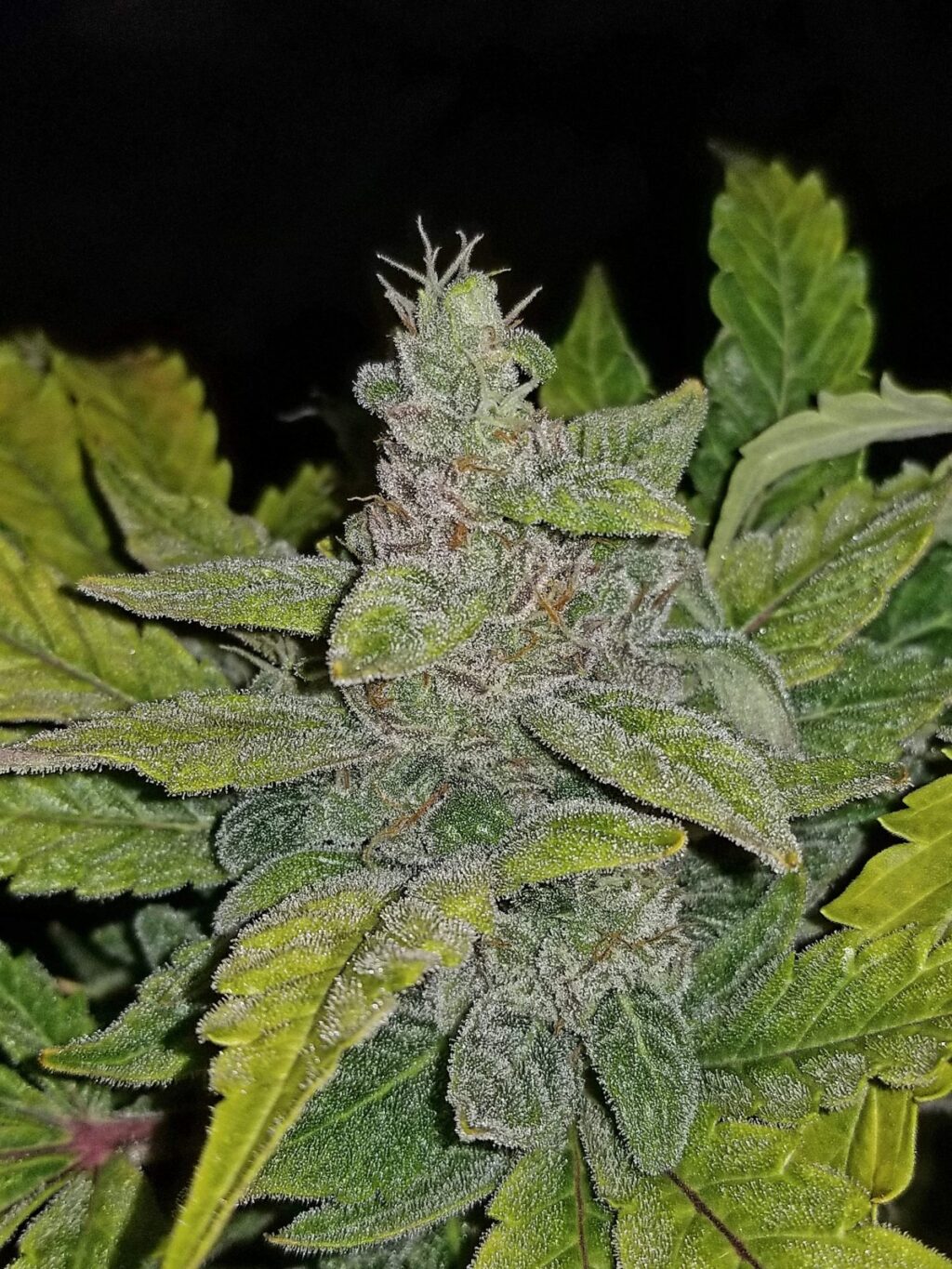 Crack CBD Auto Feminizovaná