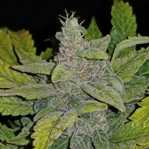 Crack CBD Auto Feminizovaná