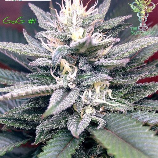 Gorilla Glue #4 SFV OG Feminizovaná