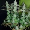818 Headband Aka Sour OG Feminizovaná