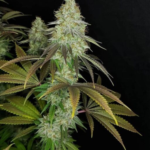 818 Headband Aka Sour OG Feminizovaná