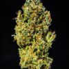 Tangie Auto Feminizovaná