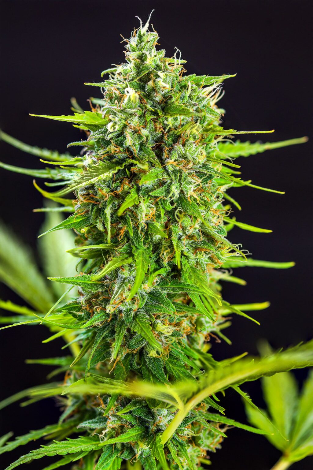Tangie Auto Feminizovaná