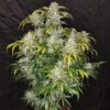 Crack CBD Auto Feminizovaná