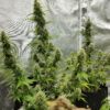 Green Crack Auto Feminizovaná