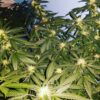 A-1 Haze Feminizovaná
