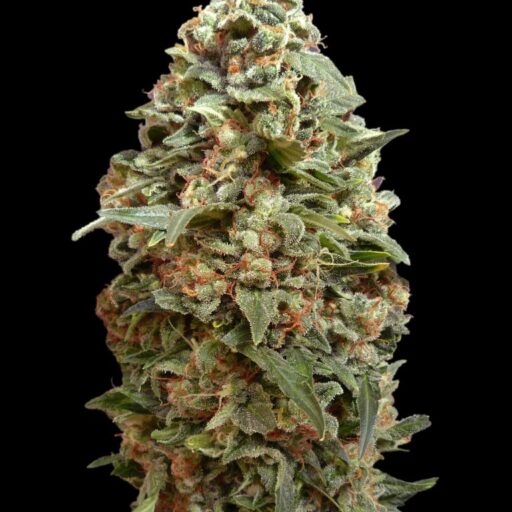 Afghan Skunk Feminizovaná