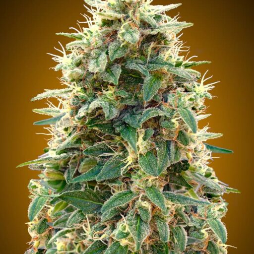00 Cheese Auto Feminizovaná