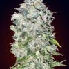 Auto 00 Kush Feminizovaná
