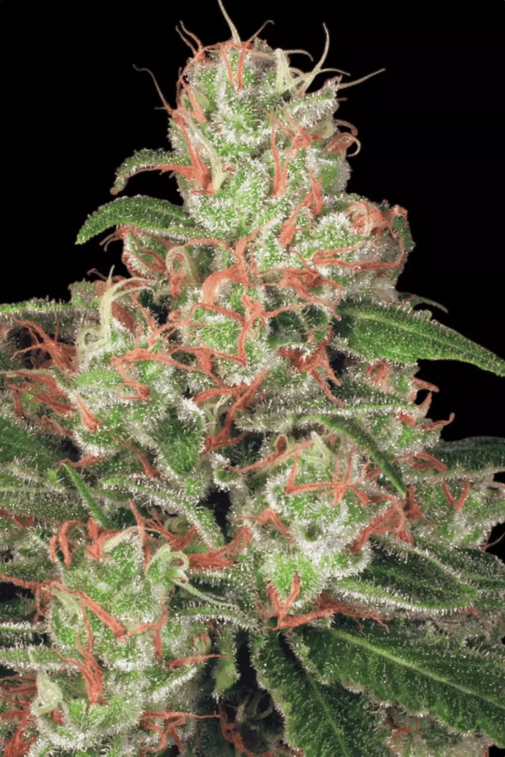 Acid Auto Feminizovaná