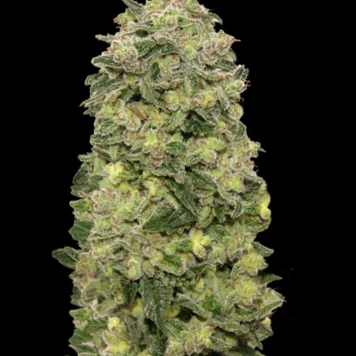 Afghan Skunk Auto Feminizovaná