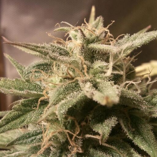 Bubble Auto Feminizovaná