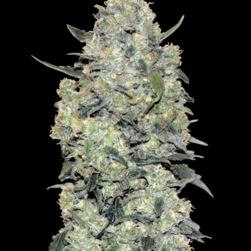 Critical Mass Auto Feminizovaná