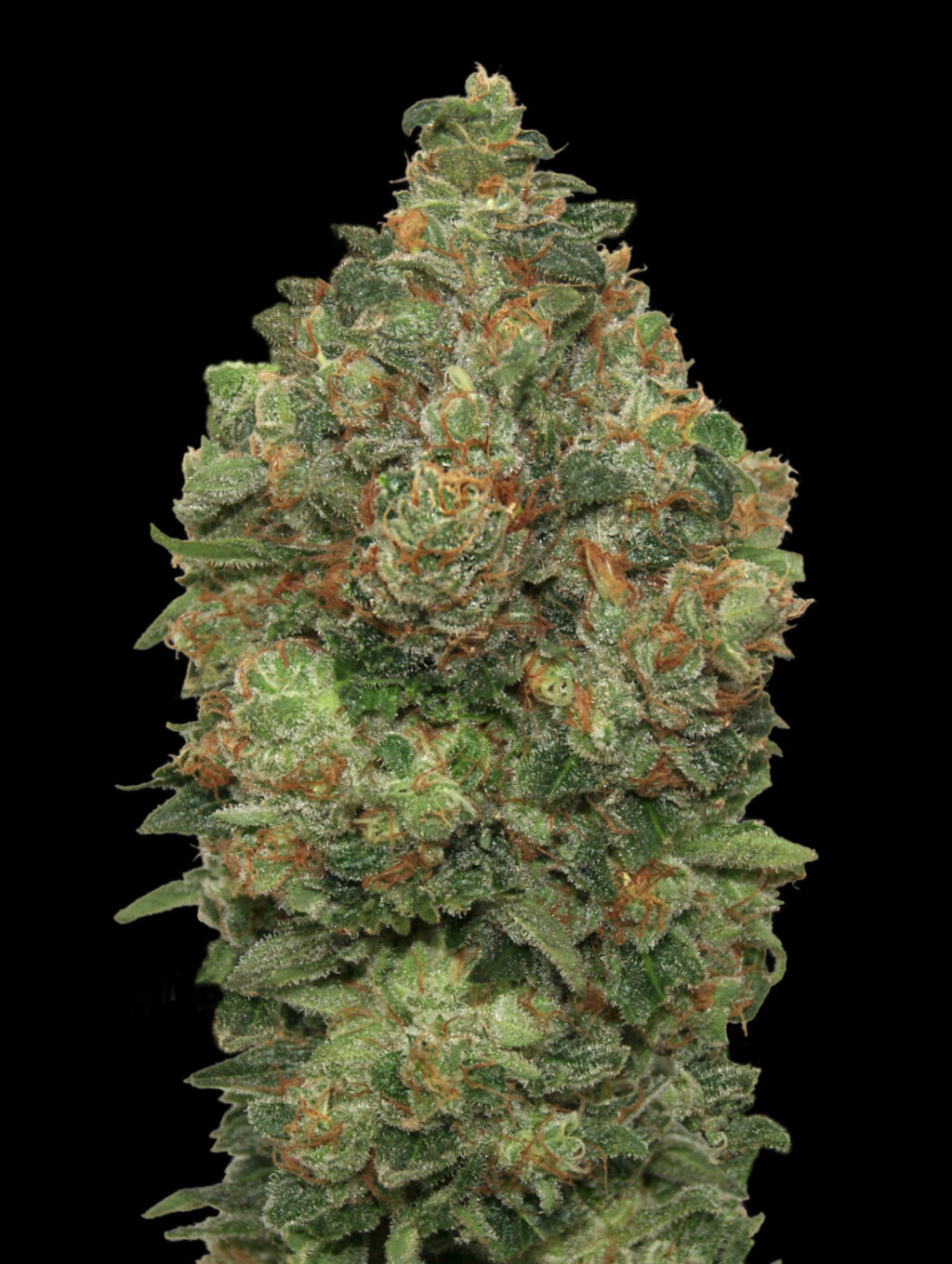Critical Soma Auto Feminizovaná