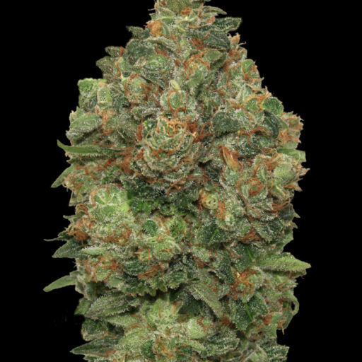 Critical Soma Auto Feminizovaná