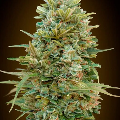 Do-Si-Dos Cookies Auto Feminizovaná