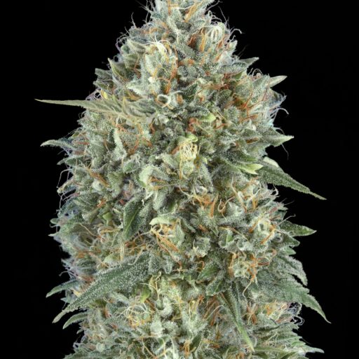 Gelato #33 Auto Feminizovaná